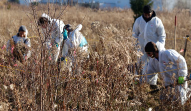 Workers in white covering retreive species at risk